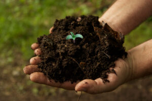 organic soil marijuana hand
