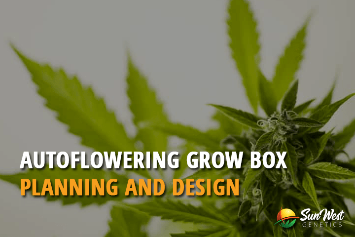 autoflowering grow box planning and design