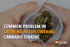 common problems in growing autoflowering cannabis strains