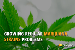 growing regular marijuana strains problems