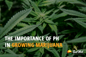 the importance of ph in growing marijuana