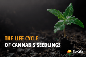 the life cycle of cannabis seedlings