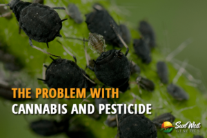the problem with cannabis and pesticide