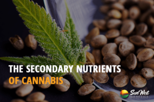 the secondary nutrients of cannabis