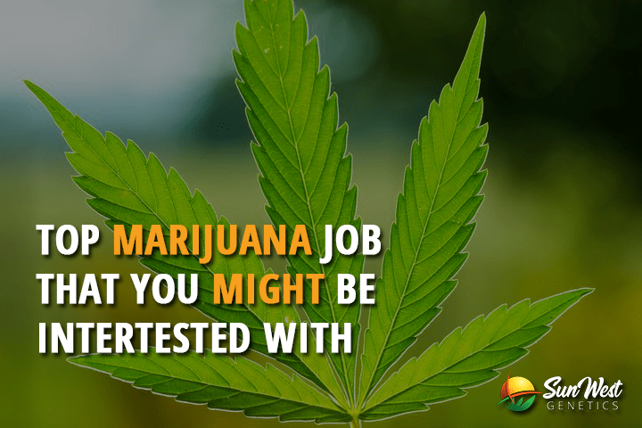 top marijuana jobs that you might interested with