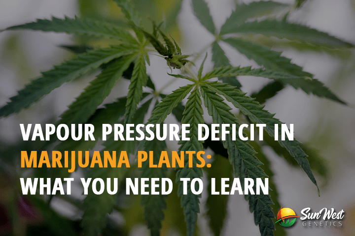 vapour pressure deficit in marijuana plants