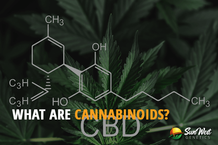 what are cannabinoids