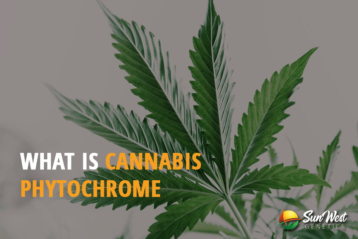 what is cannabis phytochrome