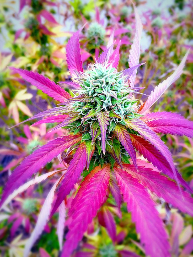 91436662330b9c34e9a67e5dbd3df7e9 marajuana marijuana plants