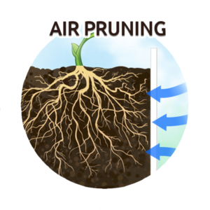 Air Pruning crop2