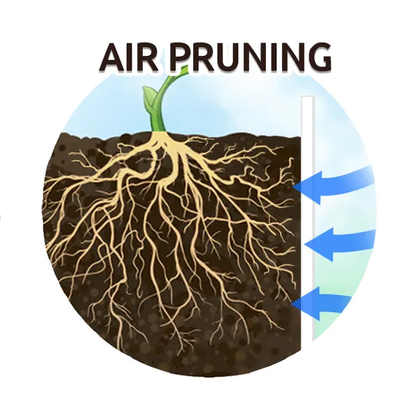 Air Pruning crop2