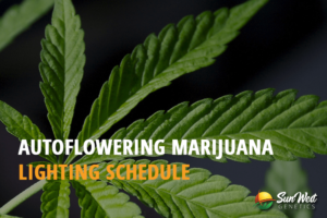 autoflowering marijuana lightning schedule