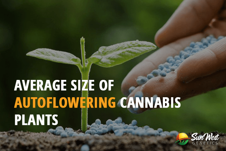 average size of autoflowering cannabis plants
