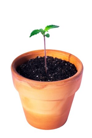 marijuana growing