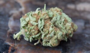 bud 3792498 1280