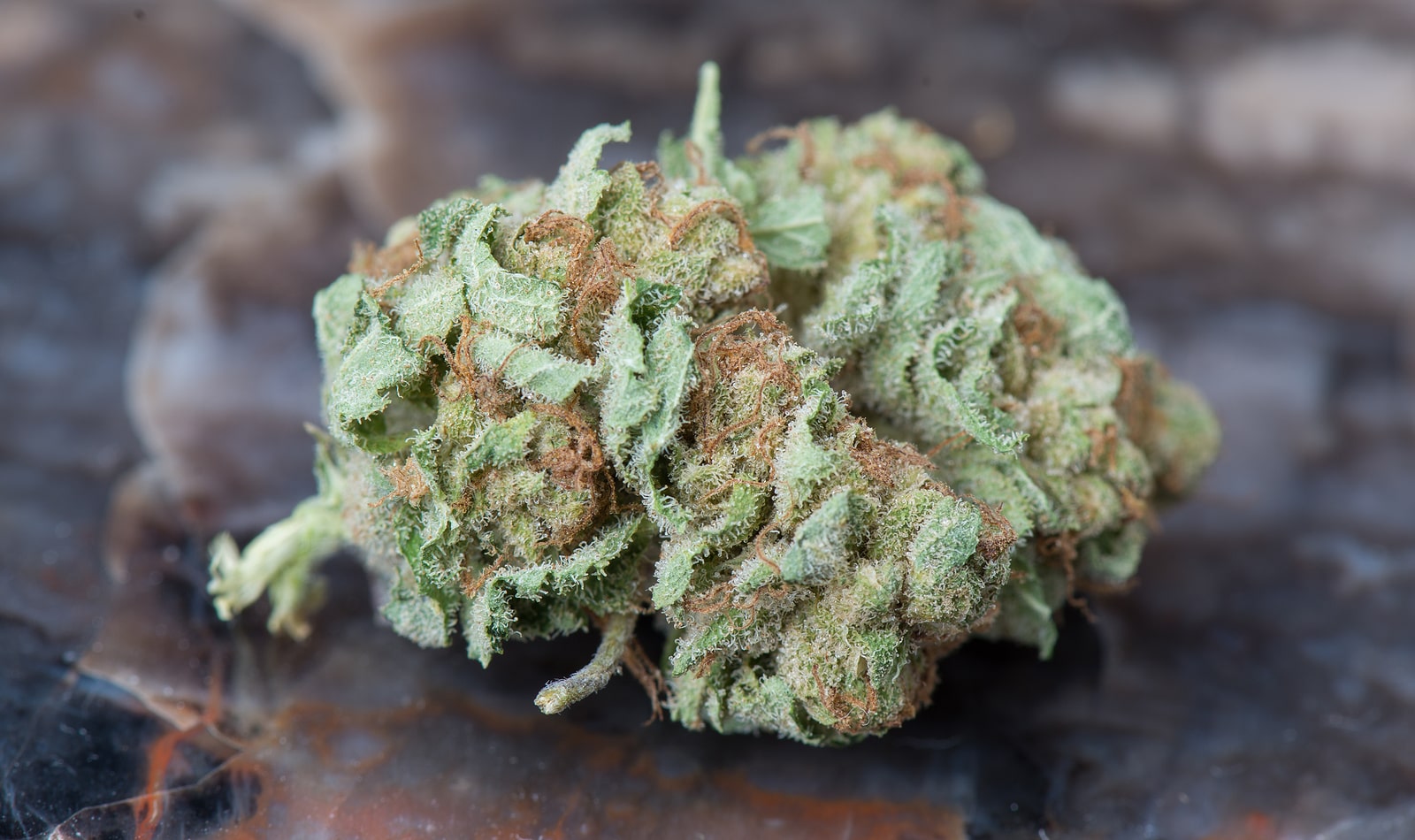 bud 3792498 1280