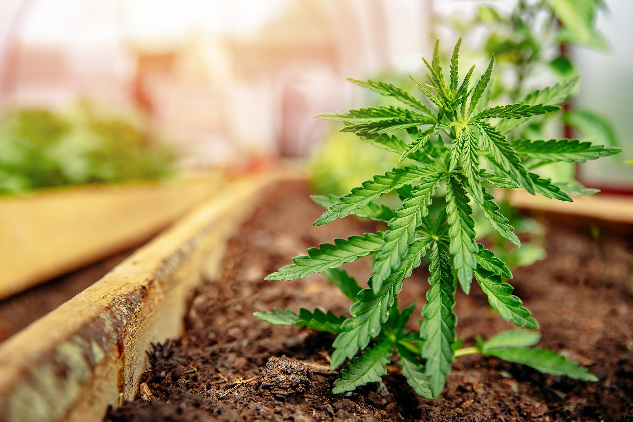 marijuana 3065611 960 720