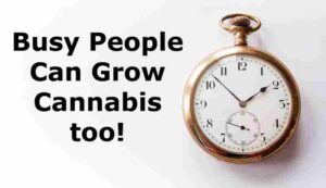 busy people can still grow cannabis