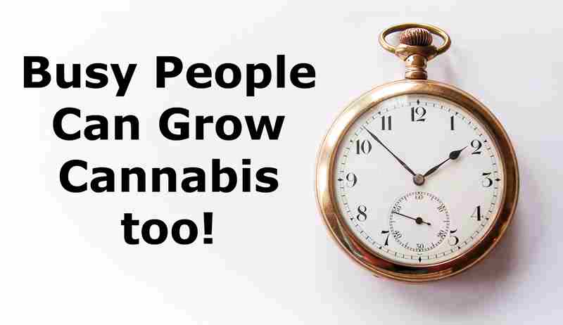 busy people can still grow cannabis