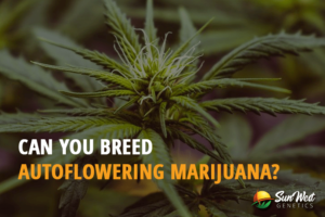 can you breed autoflowering marijuana