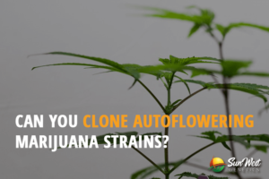 can you clone autoflowering marijuana strains