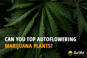 can you top autoflowering marijuana plants
