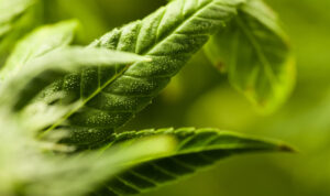 cannabis leafs
