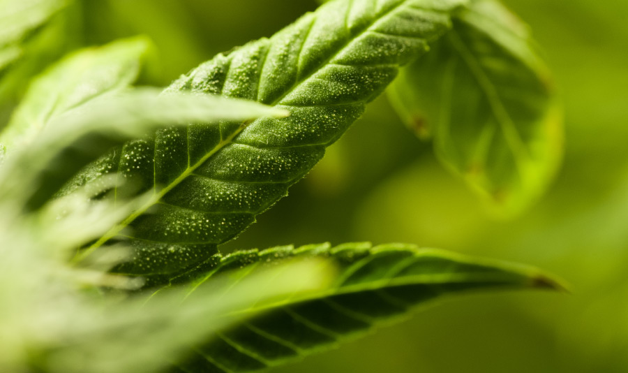 cannabis leafs