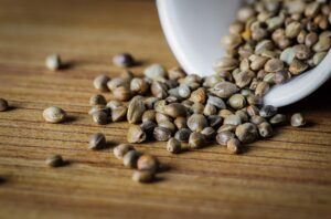 cannabis seeds 1