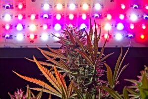 cannabis under LED