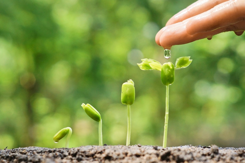 germinate cannabis