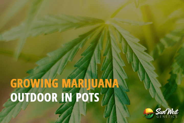 growing marijuana outdoors in pots