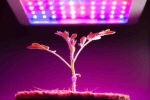 growing plant under LED lights