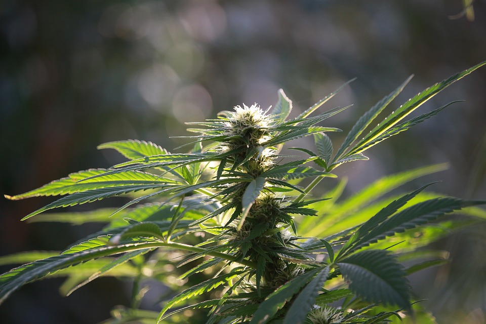 hemp 2945969 960 720