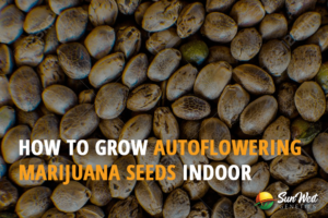 how to grow autoflowering marijuana seeds indoors