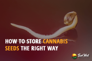 how to store cannabis seeds the right way