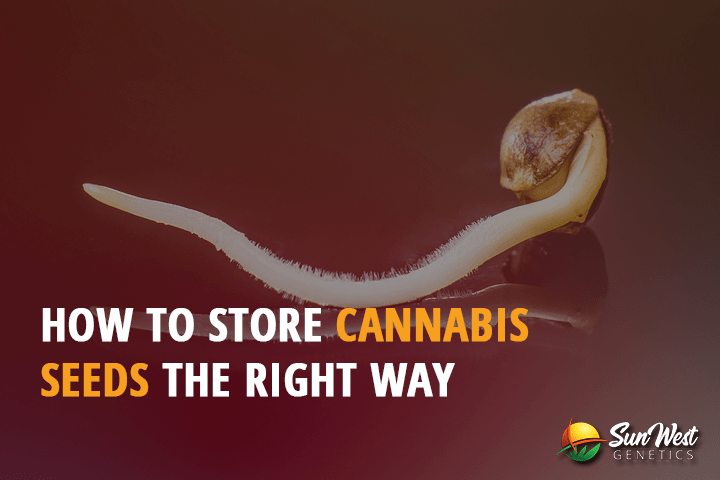 how to store cannabis seeds the right way