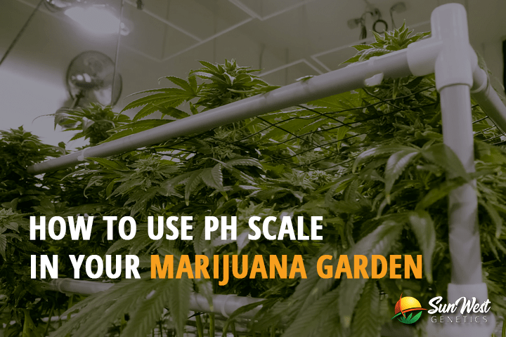 how to use ph scale in your marijuana garden