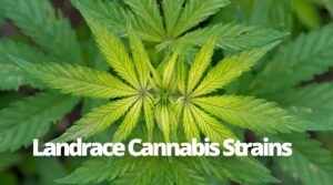 landrace cannabis strains