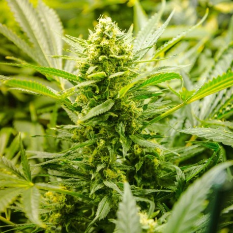 lowryder autoflowering