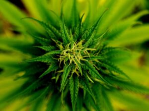 marijuana 101796 1280