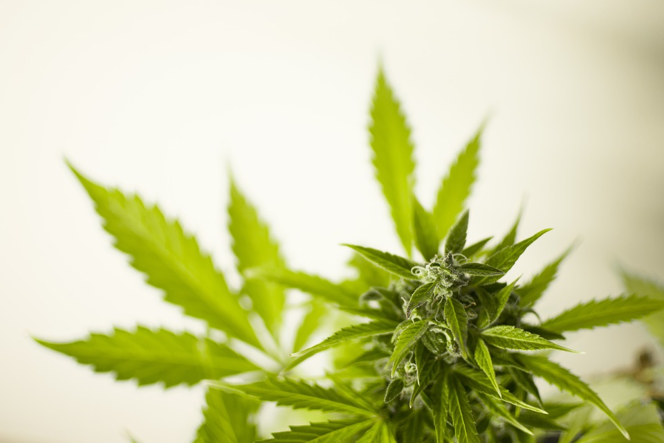 marijuana 3065612 960 720