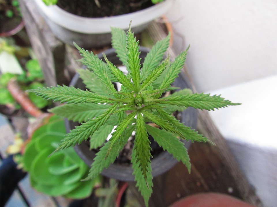 marijuana 998664 960 720