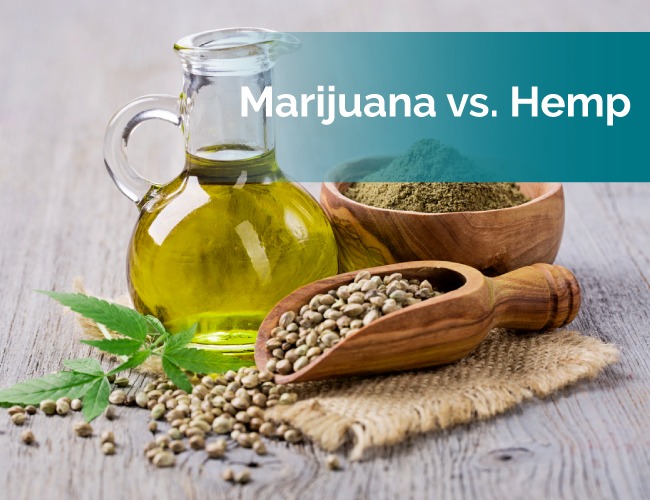 marijuana vs hemp