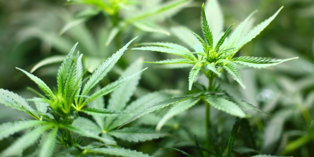 n CANNABIS 628x314