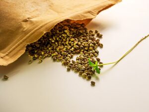 cannabis seeds white