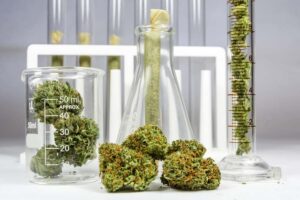 cannabis phosphorous