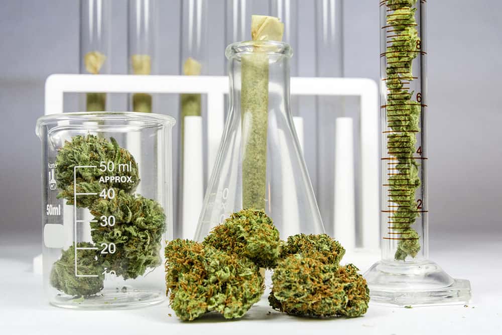 cannabis phosphorous
