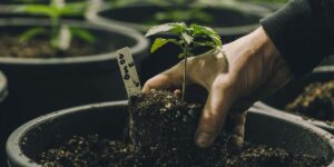 cannabis potassium
