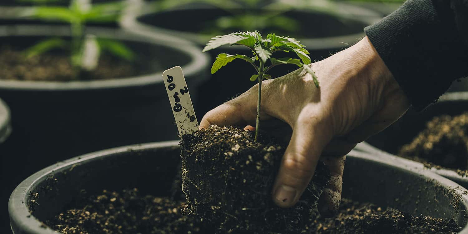 cannabis potassium